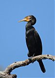 Great Cormorant